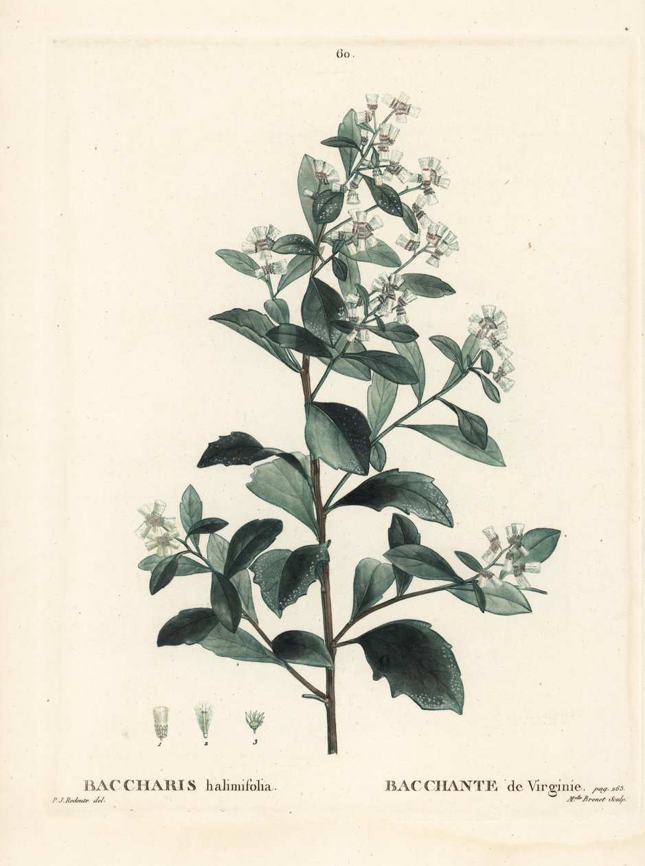 Baccharis oriental, arbusto de tierra, mirto de mar o salicaria, Baccharis halimifolia. Grabado a mano coloreado por Miss Brenet después de una ilustración de Pierre-Joseph Redoute del Tratado de Árboles y Arbustos de Henri Louis Duhamel du Moncel, París de Pierre Joseph Redouté