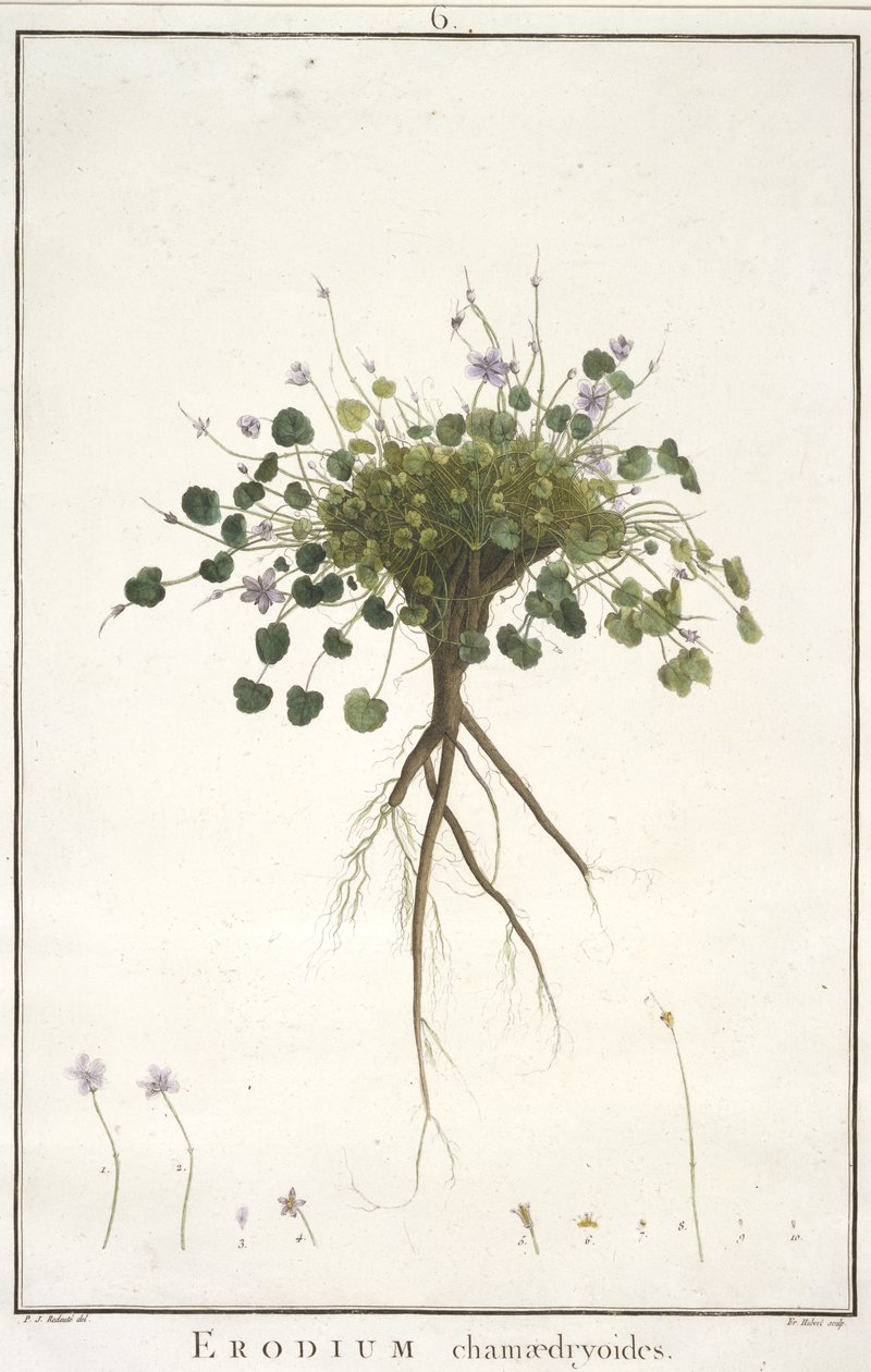 Erodium chamaedryoides, de Geraniologia, seu Erodii, Pelargonii, Monsoniae et Grieli historia iconibus illustrata, 1787-88 (grabado coloreado a mano) de Pierre Joseph Redouté