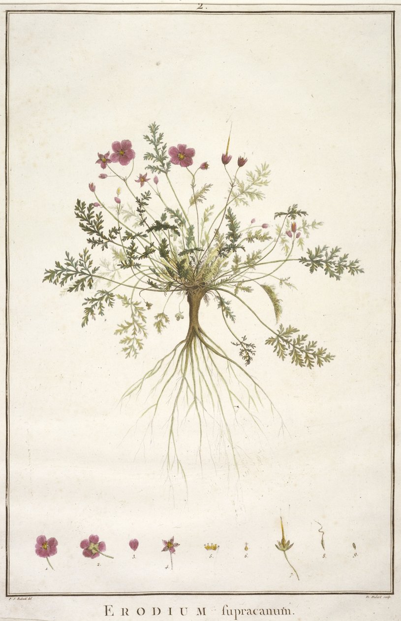 Erodium supracanum, de Geraniologia, seu Erodii, Pelargonii, Monsoniae et Grieli historia iconibus illustrata, 1787-88 (grabado coloreado a mano) de Pierre-Joseph Redouté