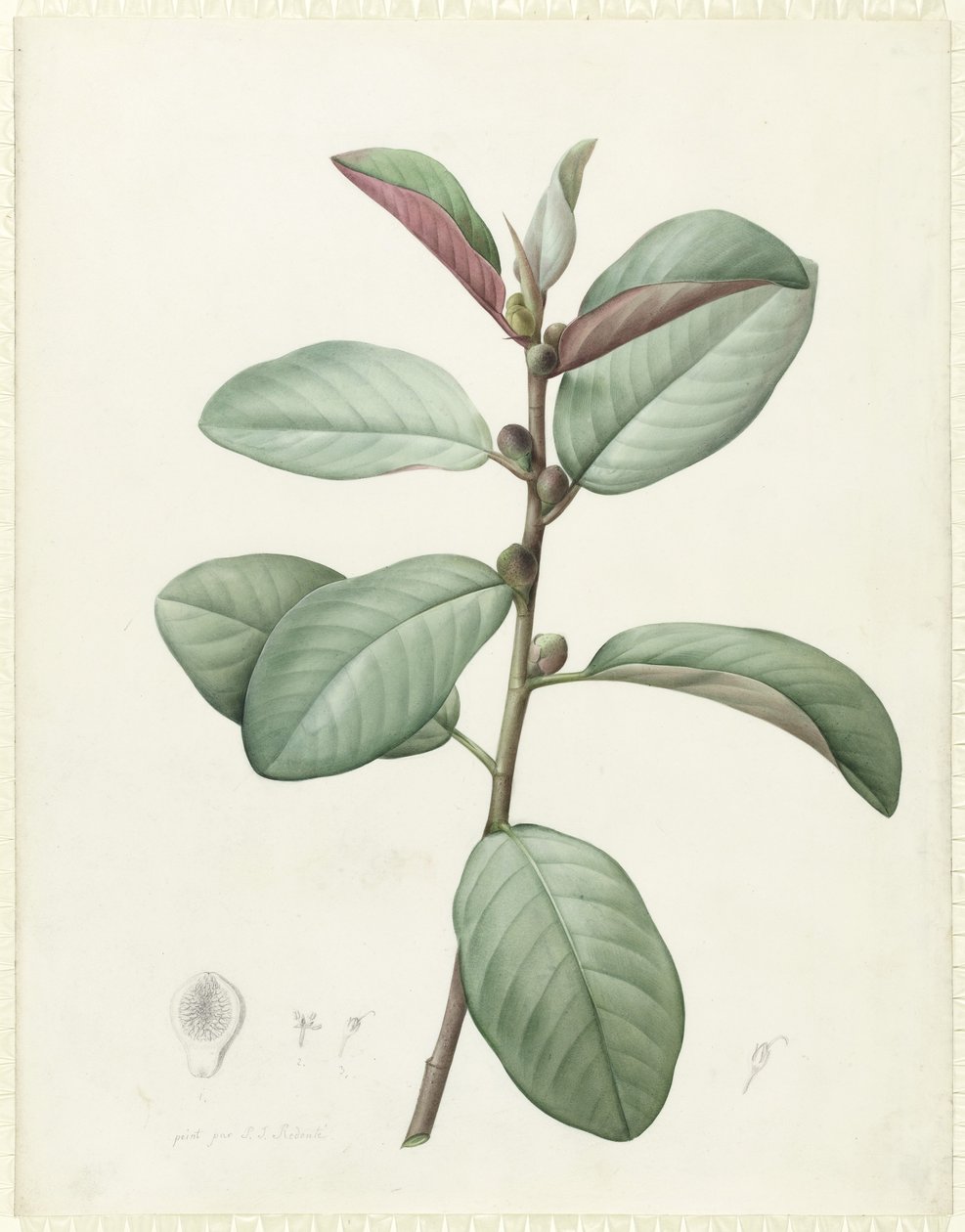 Ficus Rubeginosa de Pierre Joseph Redouté