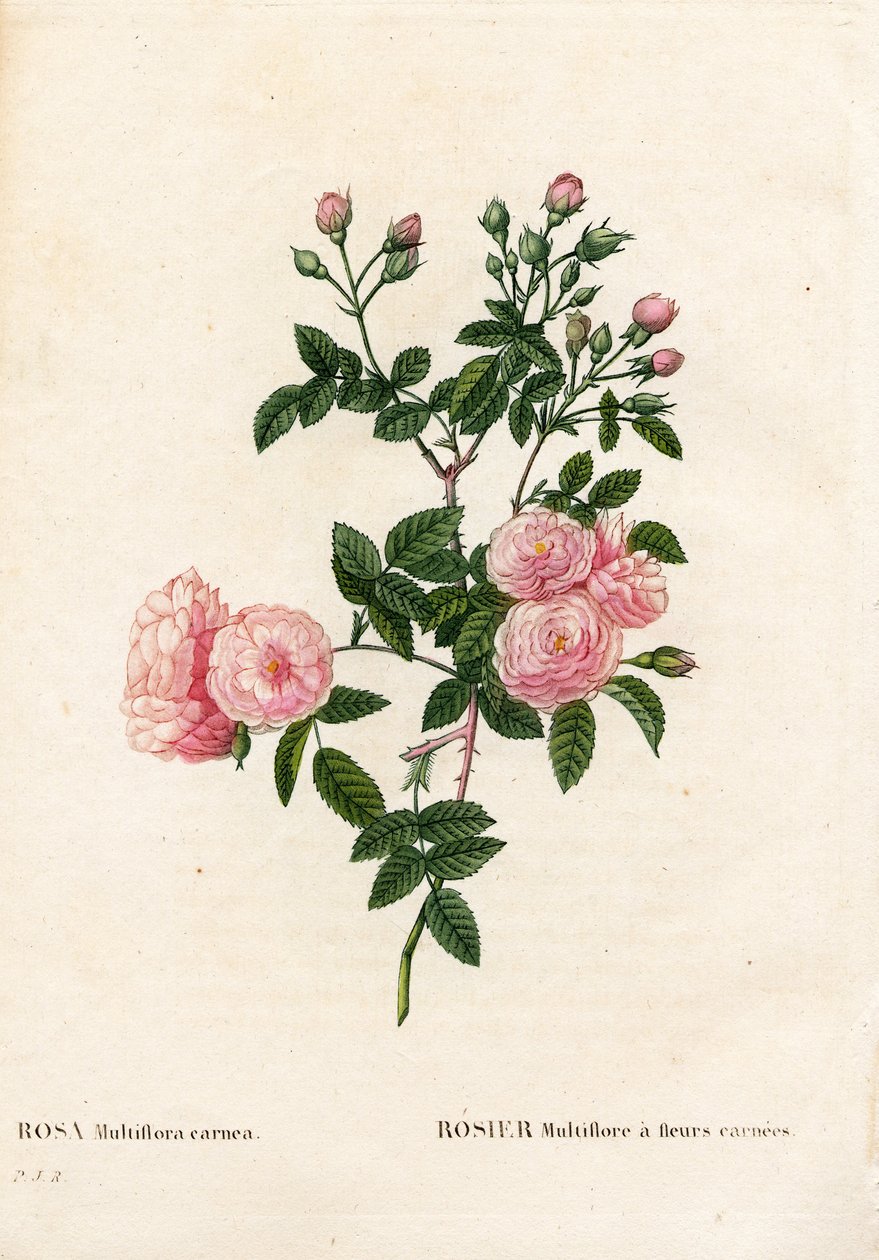 Rosa multiflora rosa carne, variedad Rosa multiflora var. carnea, Rosier Multiflora con flores carnea. Grabado a buril coloreado a mano de Pierre Joseph Redoute