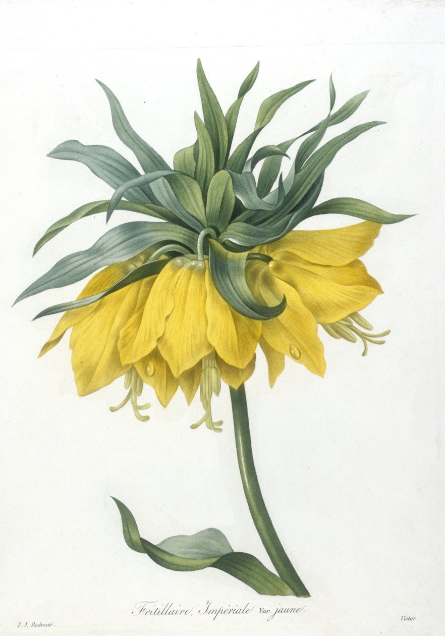 Fritillaire, Imperiale variété jaune, de Choix Des Plus Belle Fleurs et des Plus Beaux Fruits, 1827 de Pierre Joseph Redouté