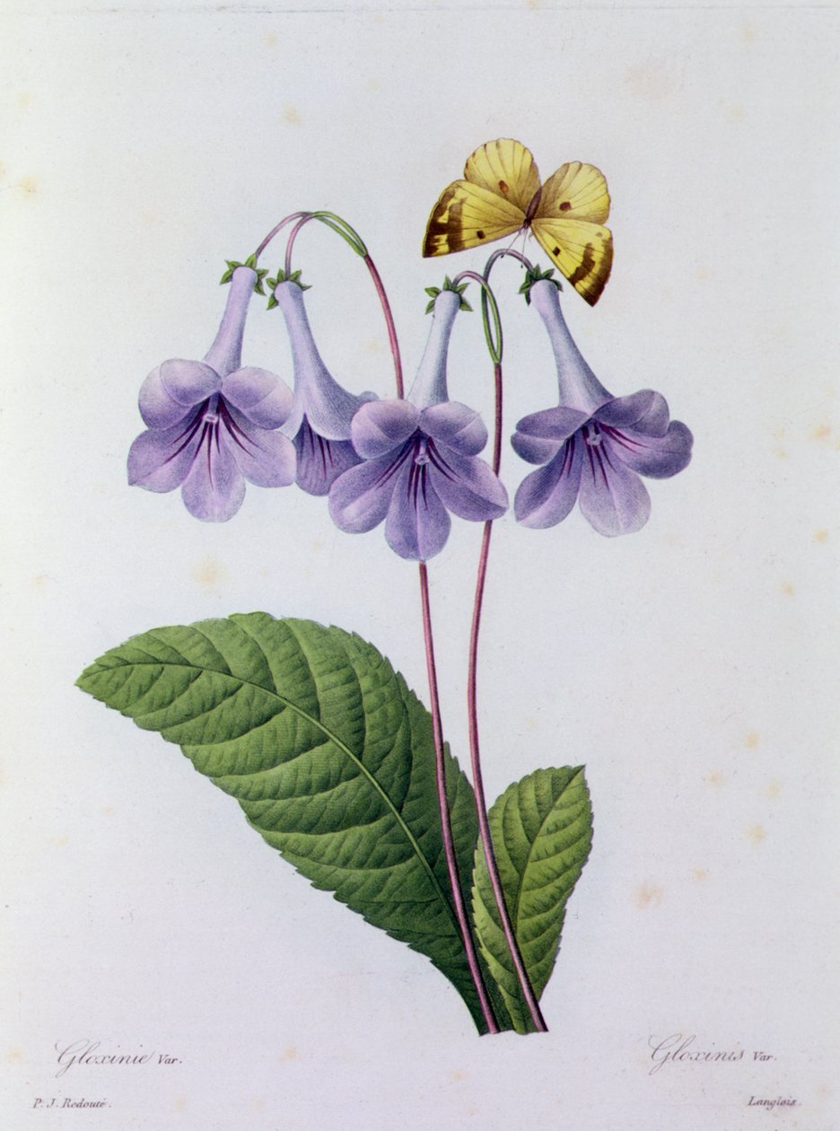 Gloxinia (grabado en color) de Pierre Joseph Redouté