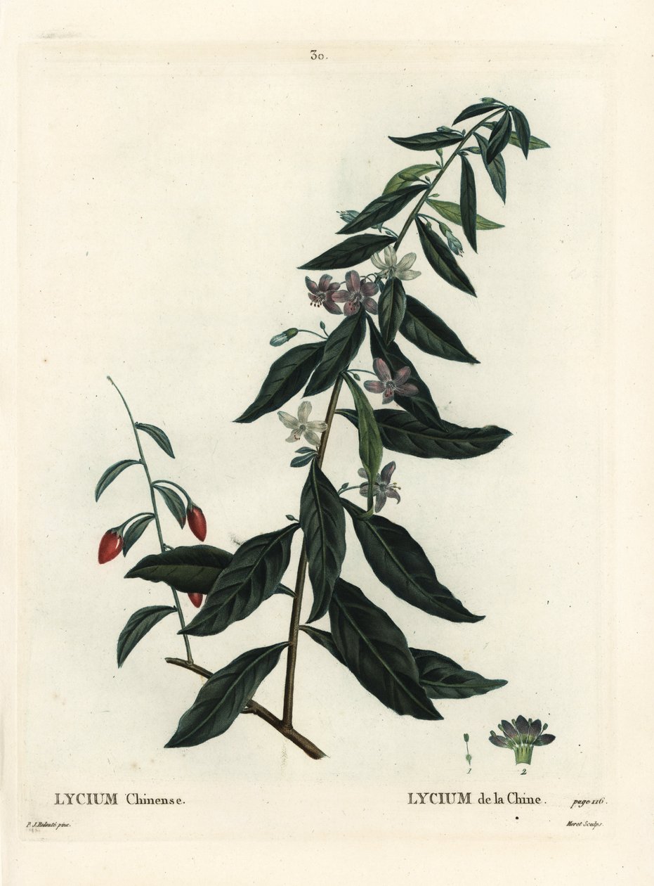 Baya de goji o espino chino, Lycium chinense. Grabado a mano en color por Moret después de una ilustración de Pierre-Joseph Redouté del Tratado de Árboles y Arbustos de Henri Louis Duhamel du Monceau, París de Pierre Joseph Redouté
