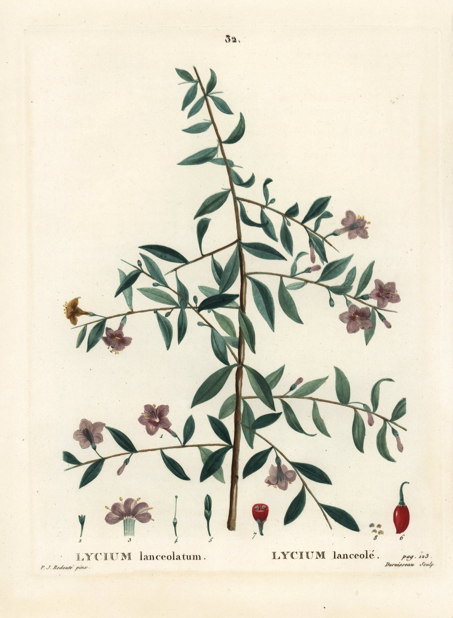 Baya de goji o bayas de lobo chinas, Lycium barbarum de Pierre Joseph Redouté