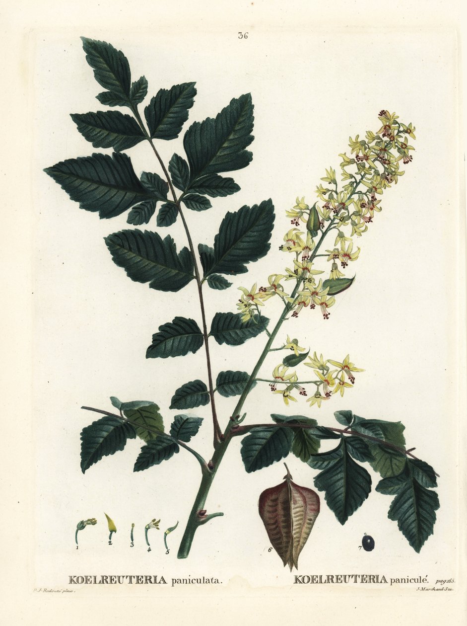 Árbol de lluvia dorada, orgullo de la India, árbol de China o árbol de barniz, Koelreuteria paniculata. Grabado a mano coloreado después de una ilustración de Pierre-Joseph Redoute del Tratado de Árboles y Arbustos de Henri Louis Duhamel du Monceau, París de Pierre Joseph Redouté