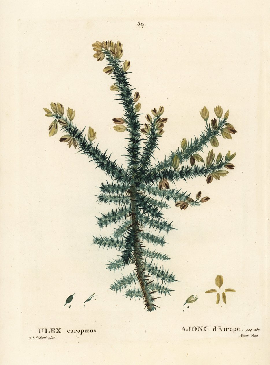 Aulaga, tojo o retama, Ulex europaeus de Pierre Joseph Redouté