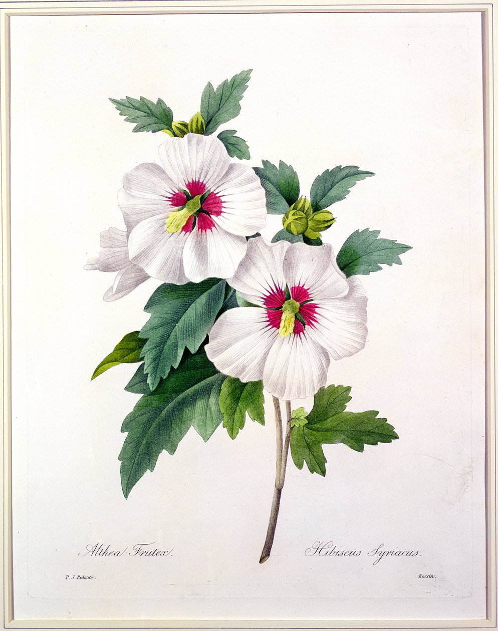 Hibiscus syriacus, grabado por Bessin, de 
