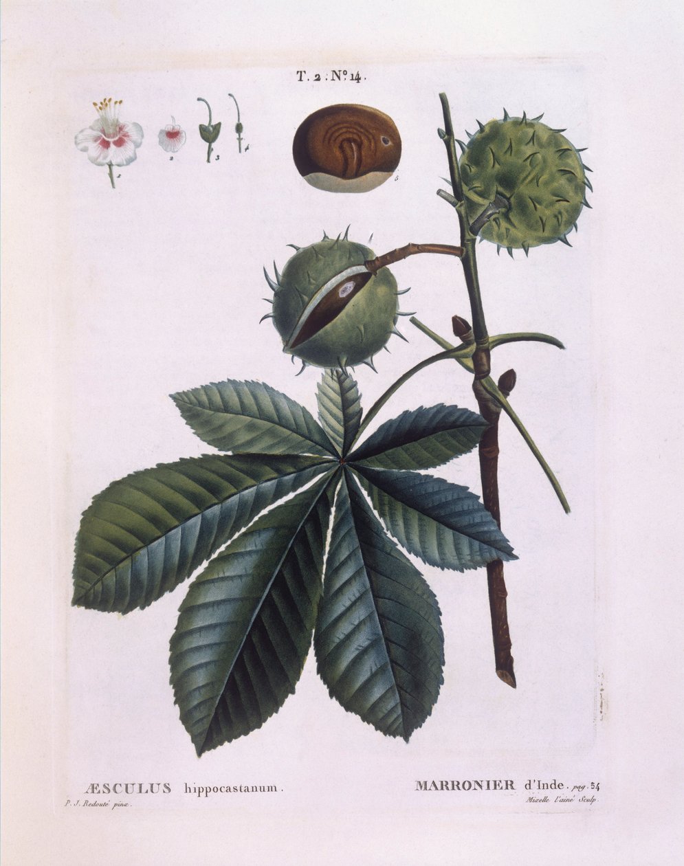 Castaño de Indias (Aesculus hippocastanum), Henry Louis Duhamel du Monceau, placa botánica por Pierre Joseph Redouté de Pierre Joseph Redouté