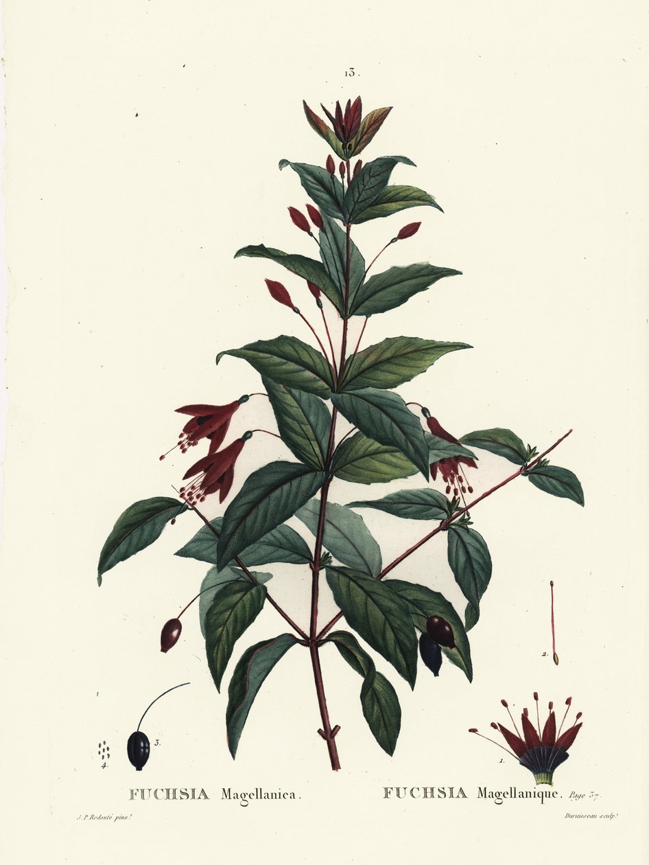 Colibrí fucsia, Fuchsia magellanica de Pierre Joseph Redouté