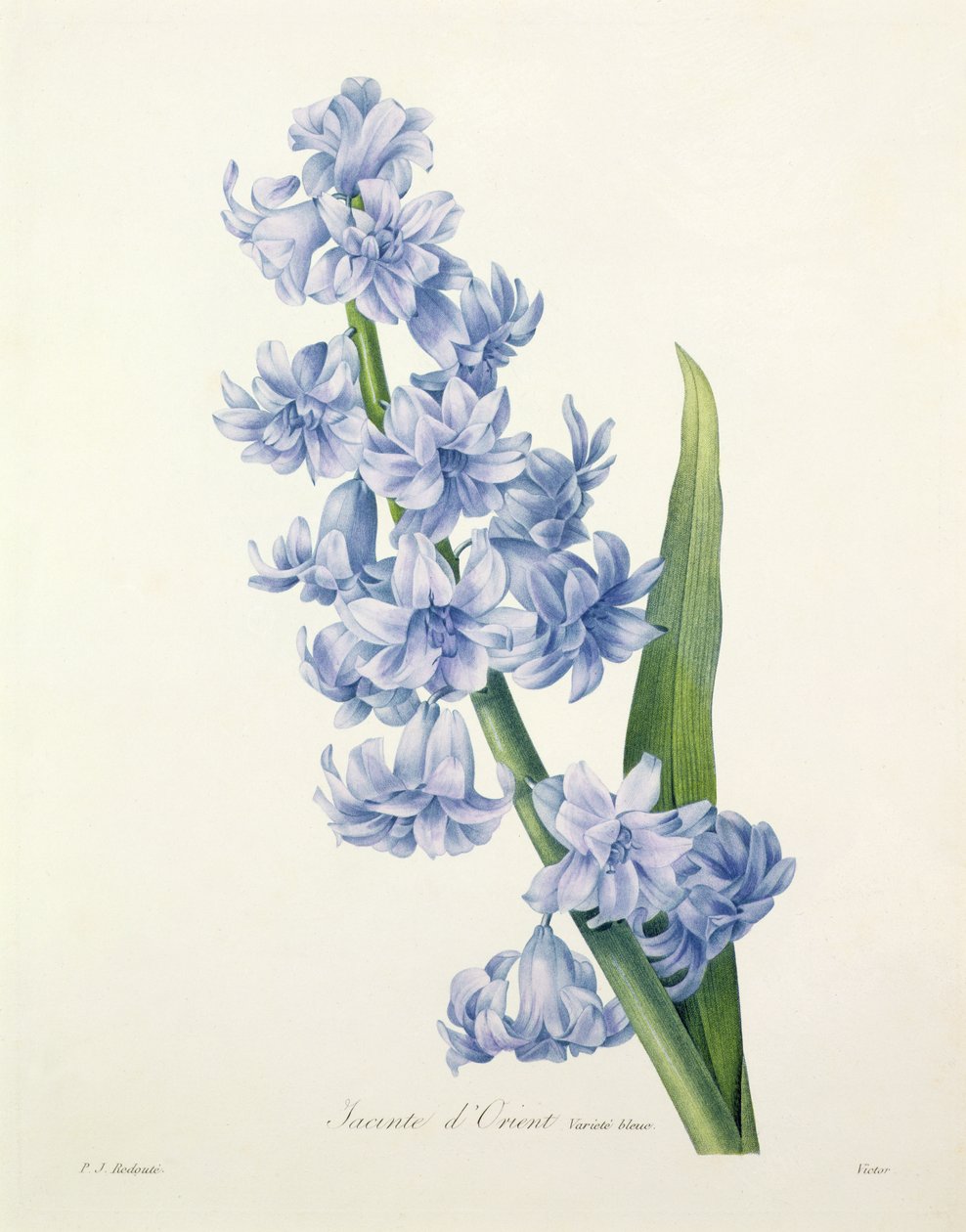 Hyacinthus orientalis (jacinto común), grabado por Victor, de 