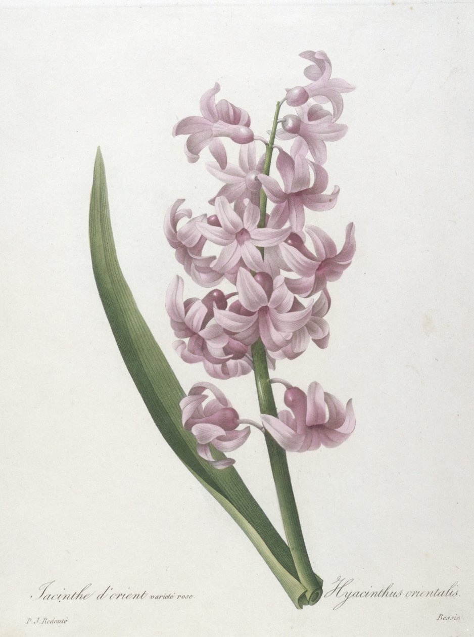 Jacinthe dorient variété rose, Hyacinthus orientalis, de Choix des Plus Belle Fleurs et des Plus Beaux Fruits, 1827 de Pierre Joseph Redouté