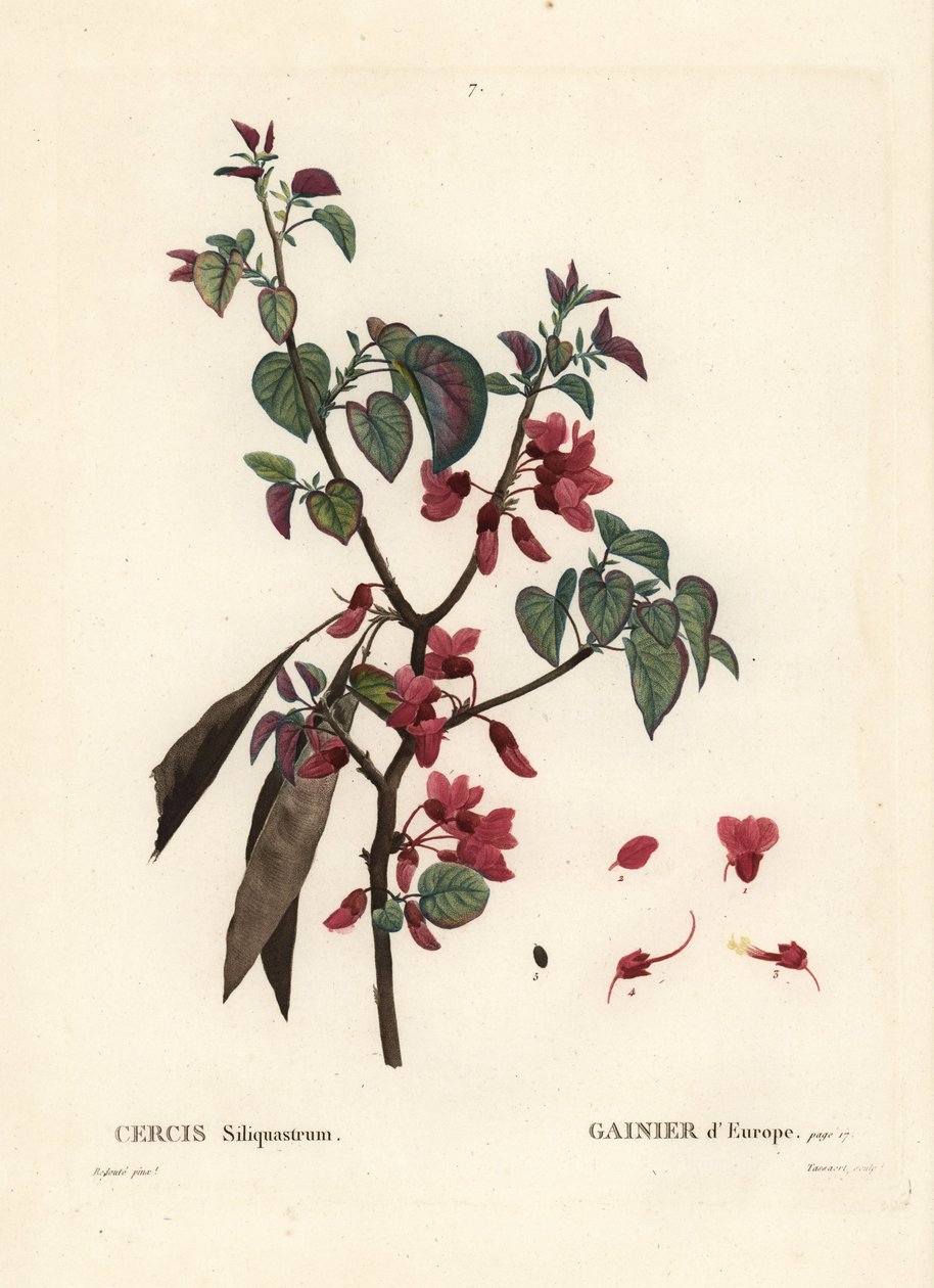 Árbol de Judas, Cercis siliquastrum. Grabado a puntos coloreado a mano por Tassaert después de una ilustración de Pierre-Joseph Redoute del Tratado de Árboles y Arbustos de Henri Louis Duhamel du Moncel, París de Pierre Joseph Redouté