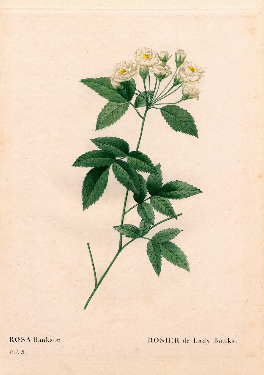 Rosa Lady Banks, Rosa banksiae var. alba-plena. Grabado en cobre a mano coloreado de Les Roses de Pierre Joseph Redoute de Pierre Joseph Redouté