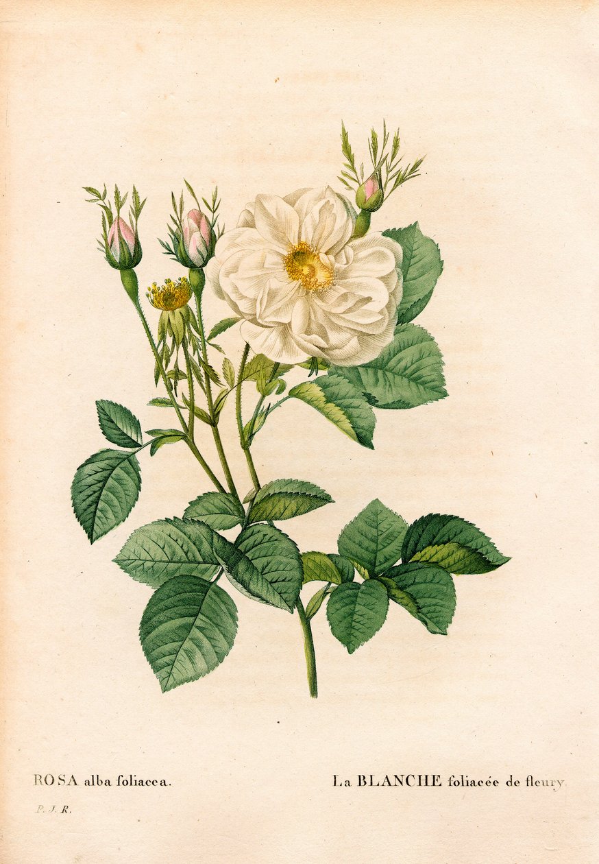 Rosa blanca frondosa de Fleury, Rosa alba variedad, la blanca frondosa de Fleury. Grabado en cobre a mano coloreado de Pierre Joseph Redouté “Les Roses,” París de Pierre Joseph Redouté