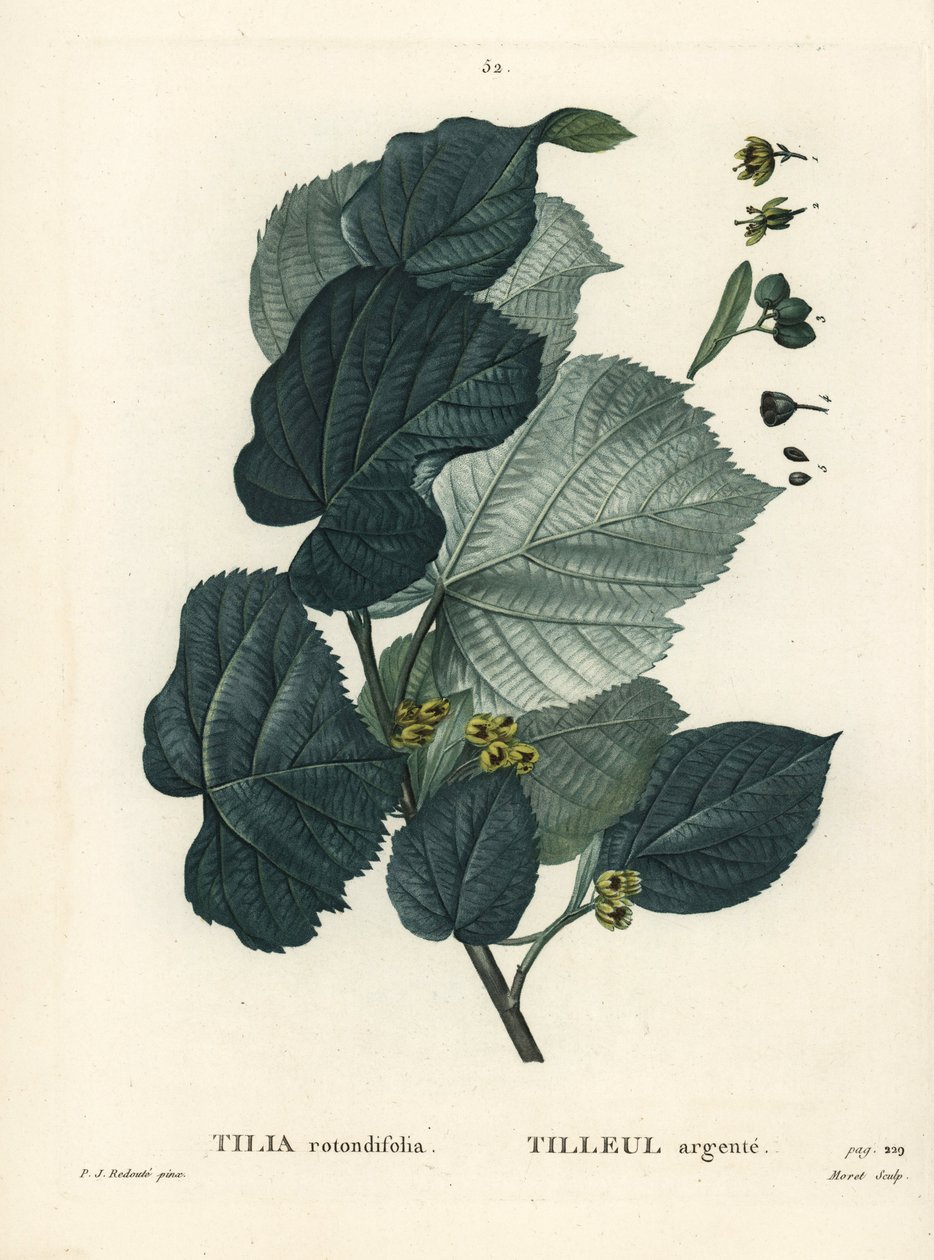 Tilo, Tilia rotundifolia. Grabado a puntos coloreado a mano por Moret después de una ilustración de Pierre-Joseph Redoute del Tratado de Árboles y Arbustos de Henri Louis Duhamel du Moncel, París de Pierre Joseph Redouté