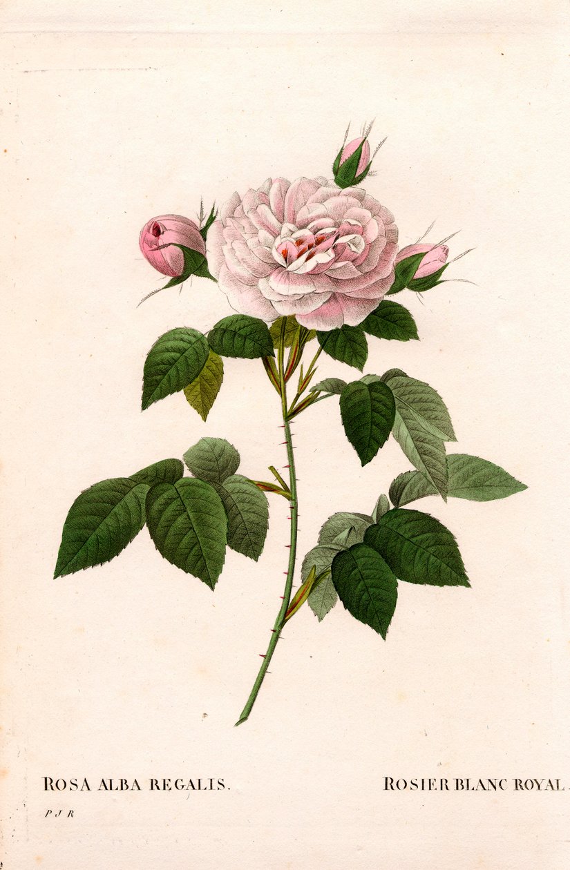 Rosa blanca real, variedad Rosa alba var. incarnata. Grabado en cobre a mano de Pierre Joseph Redoute