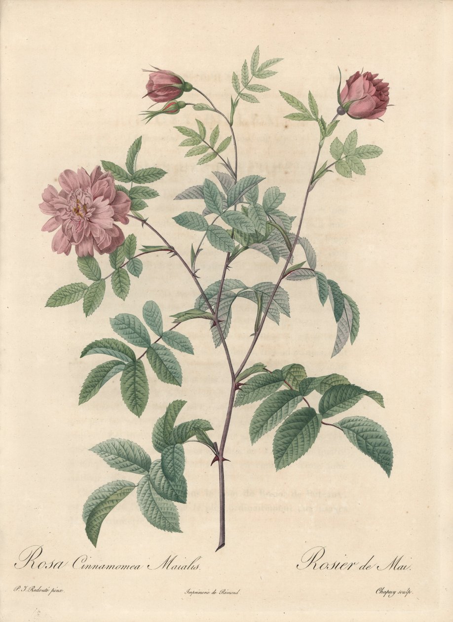 Rosa de mayo o rosa canela - Aguafuerte de Chapuy, de una ilustración de Pierre Joseph Redoute (1759-1840), extracto de Les Roses de Pierre Joseph Redouté