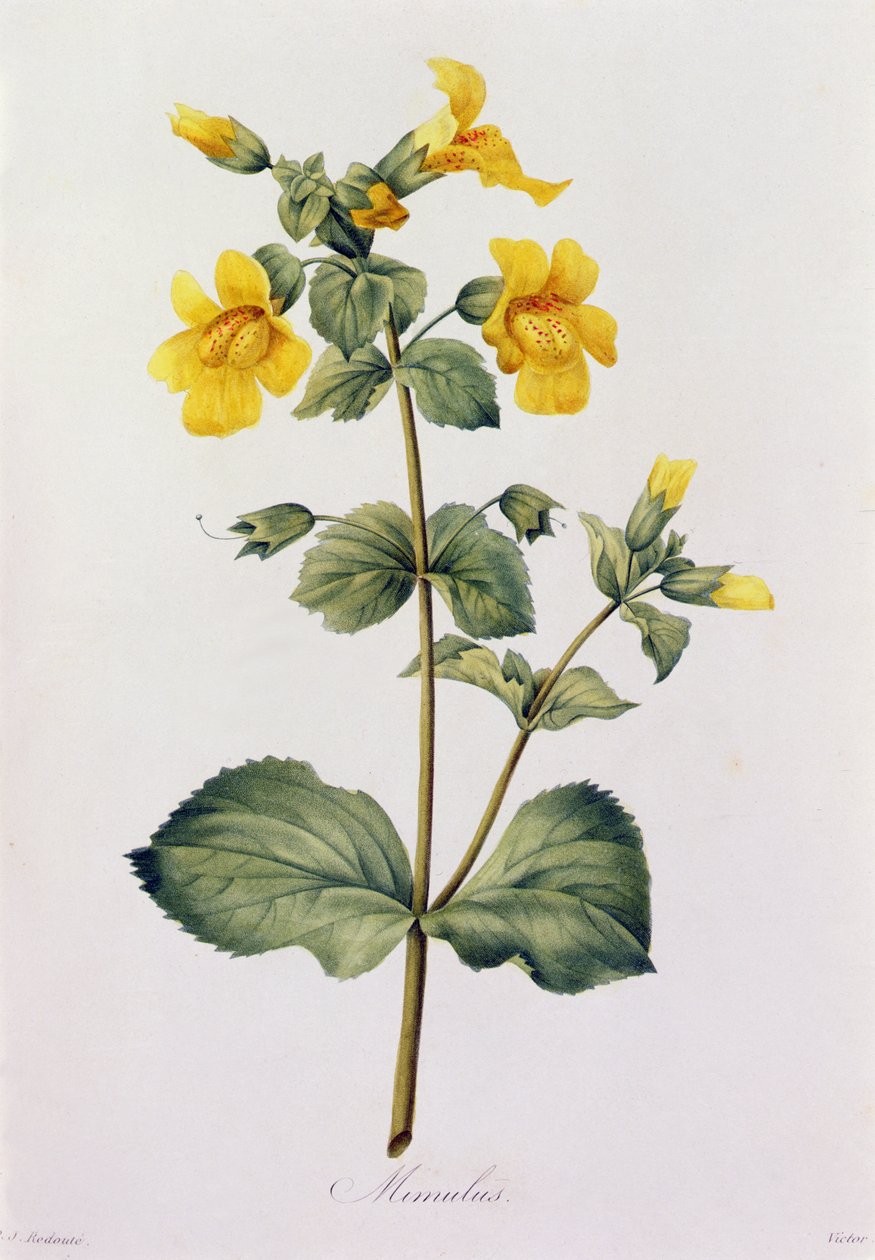 Mimulus (grabado en color) de Pierre Joseph Redouté