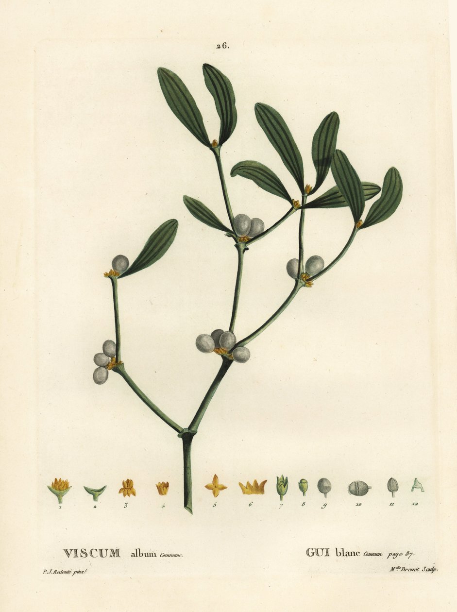 Muérdago, Visum album. Grabado a puntos coloreado a mano por Miss Brenet después de una ilustración de Pierre-Joseph Redoute del 