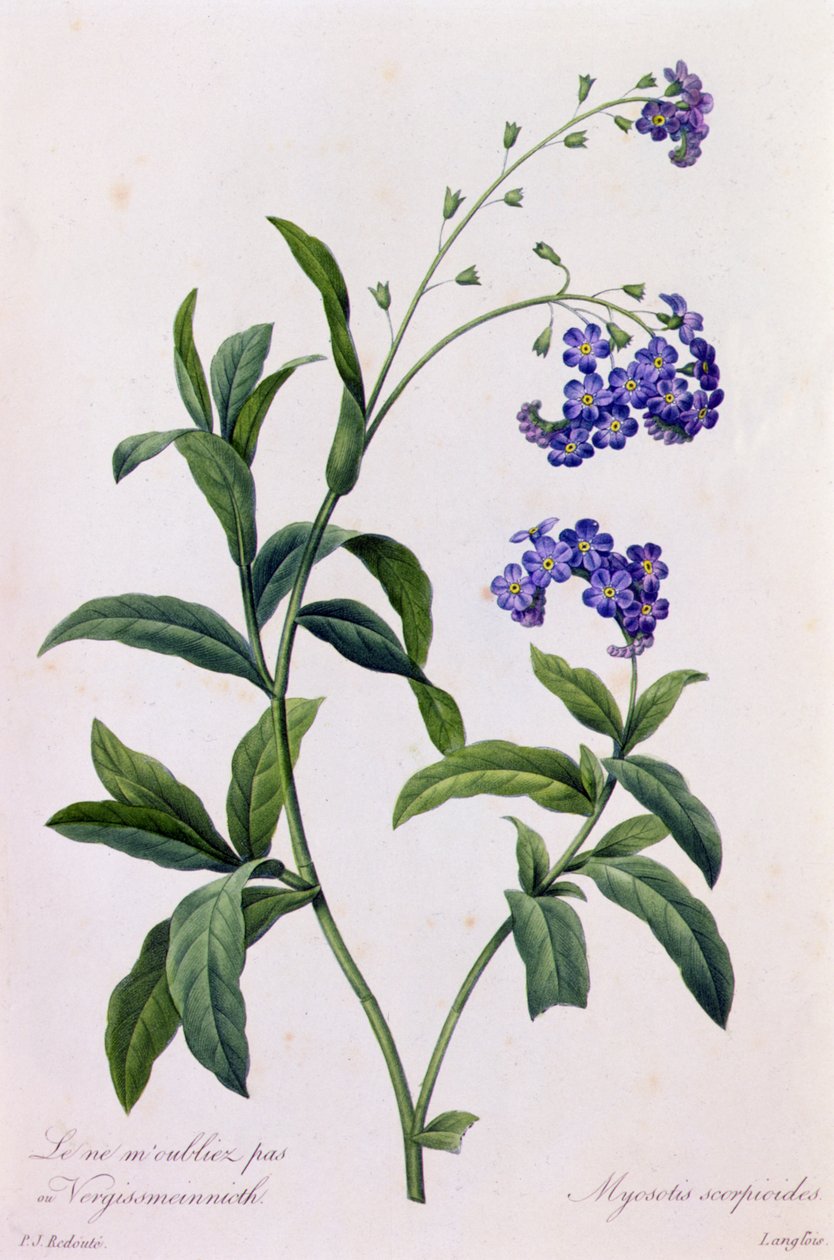 Myosotis Scorpiodes (grabado en color) de Pierre Joseph Redouté