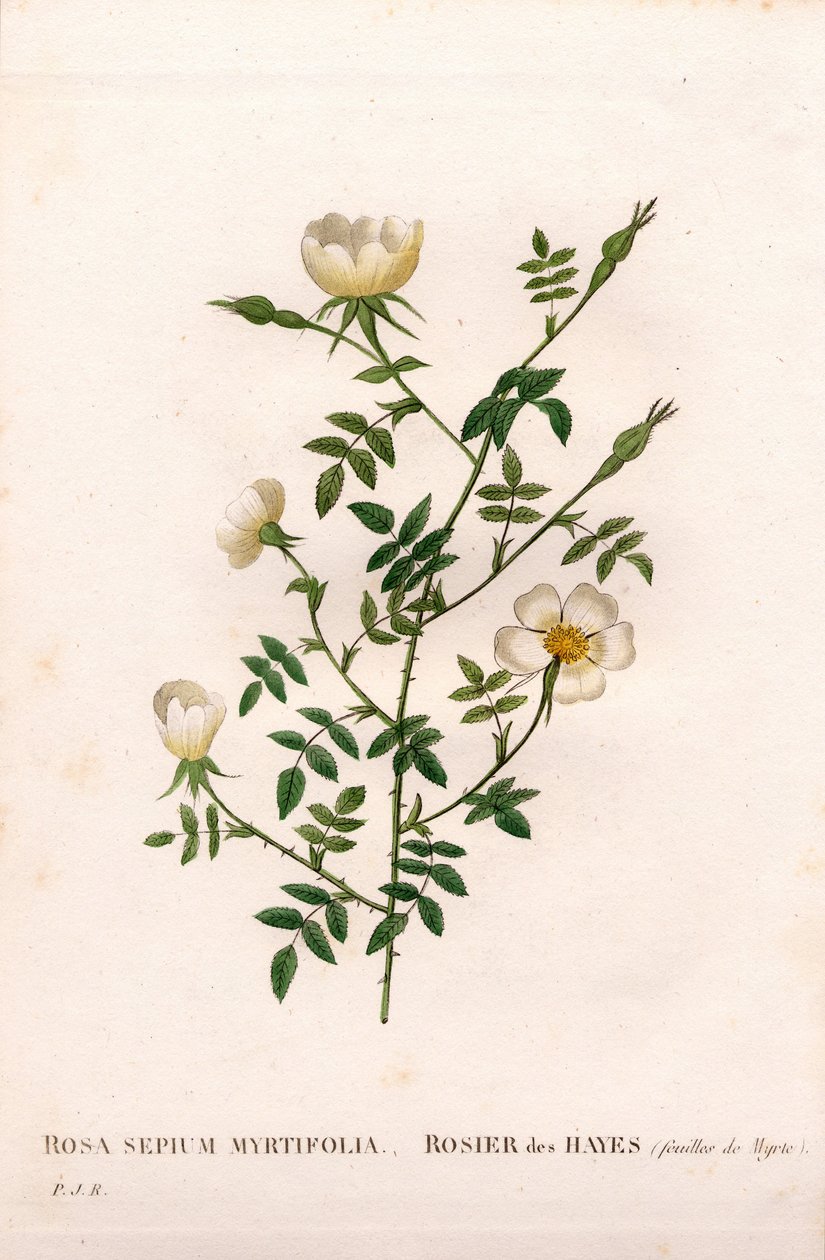 Rosa de seto de hojas de mirto, Rosa aggrestis variedad, Rosa de los setos con hojas de mirto. Grabado en cobre a mano coloreado de Pierre Joseph Redouté “Les Roses,” París de Pierre Joseph Redouté
