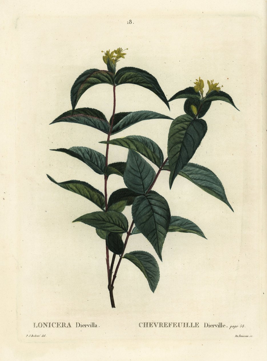 Madreselva del norte, Diervilla lonicera (Lonicera diervilla). Grabado a mano coloreado por Du Ruisseau después de una ilustración de Pierre-Joseph Redoute del Tratado de Árboles y Arbustos de Henri Louis Duhamel du Moncel, París de Pierre Joseph Redouté