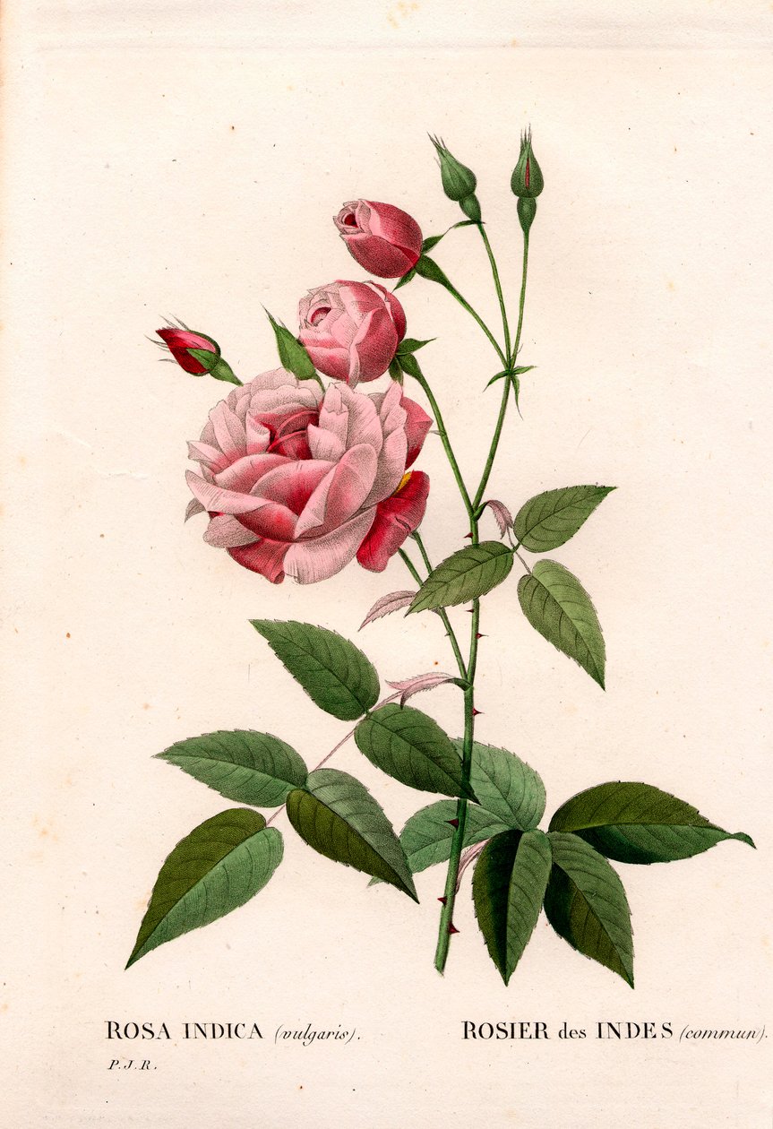 Rosa común india, Rosa chinensis. Grabado en cobre a mano de puntos de Pierre Joseph Redoute