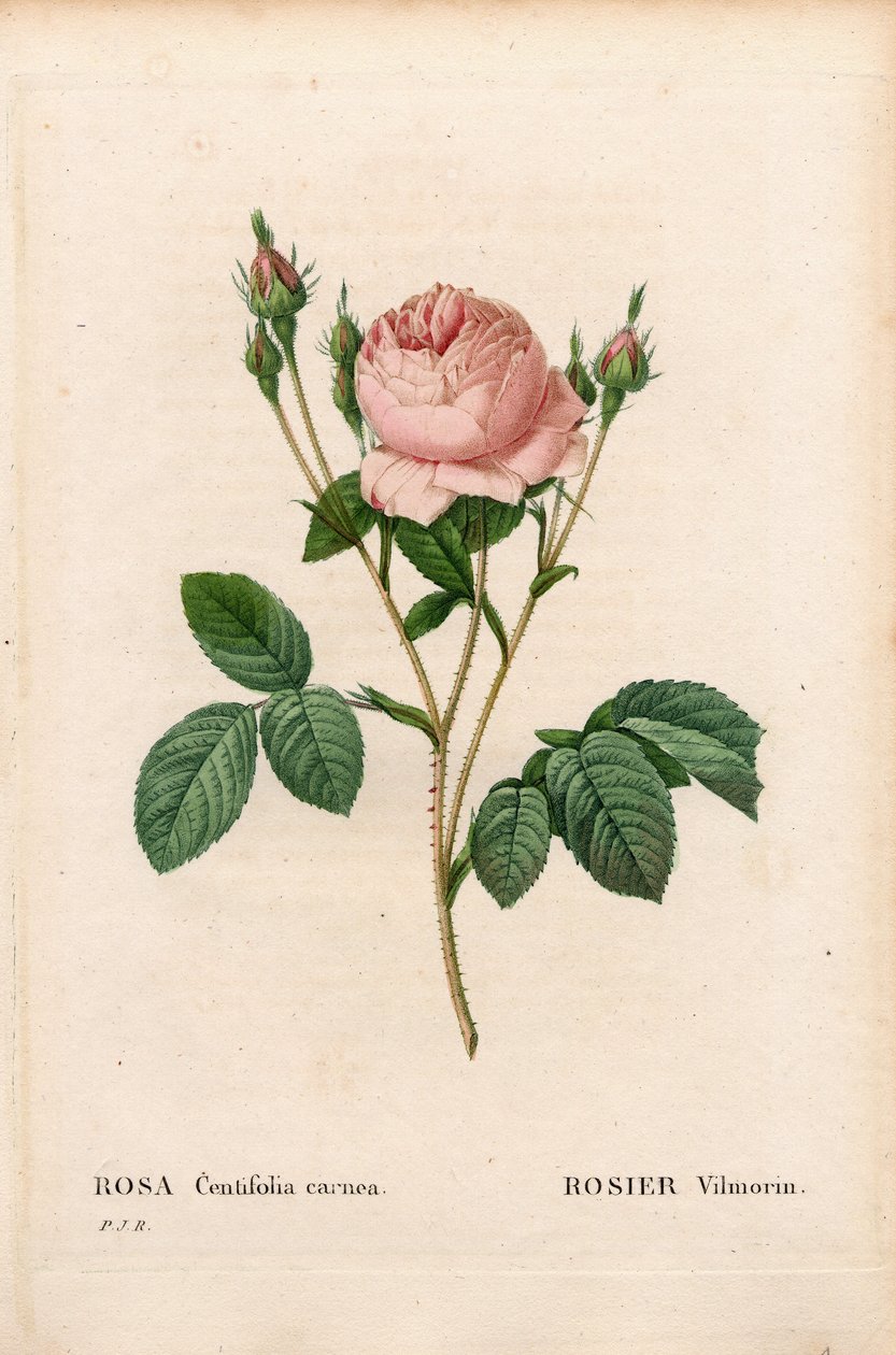Rosa Vilmorin, Rosa centifolia Vilmorin de Pierre Joseph Redouté