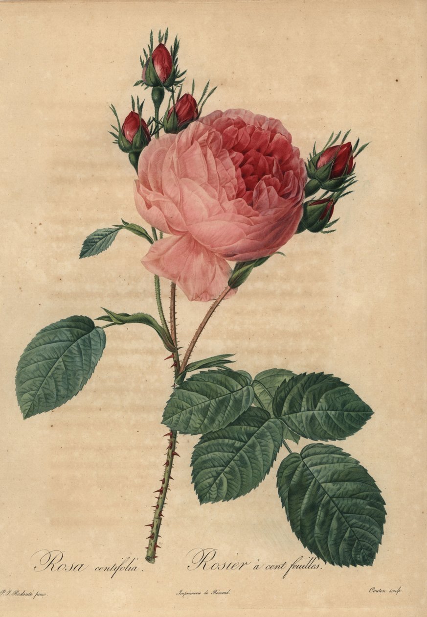 Rosa repollo rosa o rosa de Provenza, Rosa centifolia de Pierre Joseph Redouté