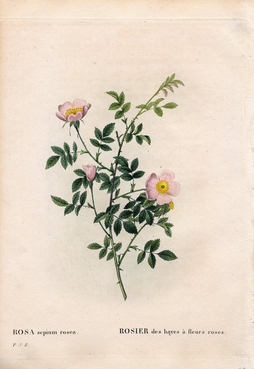 Rosa de seto rosa, Rosa aggrestis variedad, Rosa de los setos con flores rosadas. Grabado en cobre a mano coloreado de Pierre Joseph Redouté “Les Roses,” París de Pierre Joseph Redouté