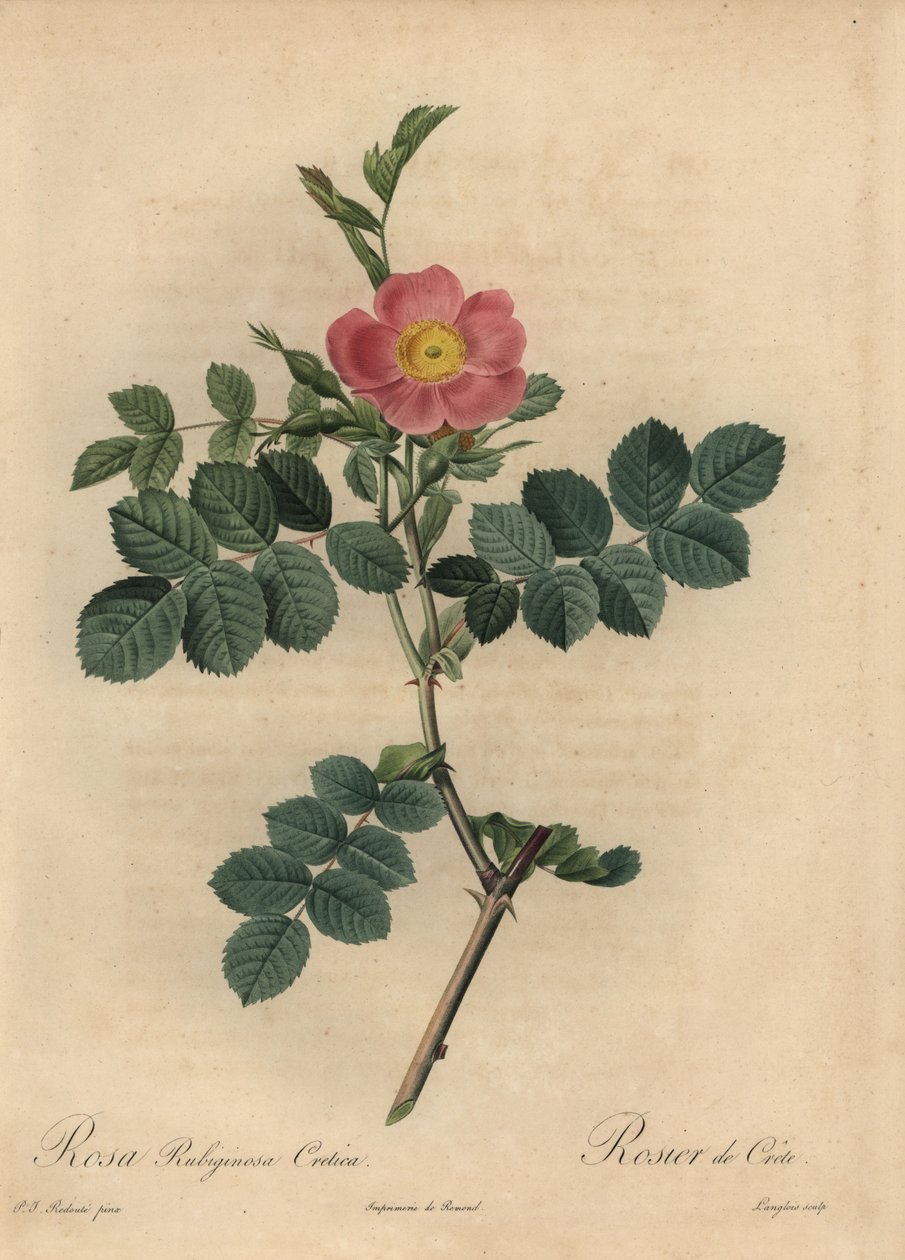 Rosa mosqueta rosa, Rosa rubiginosa de Pierre Joseph Redouté