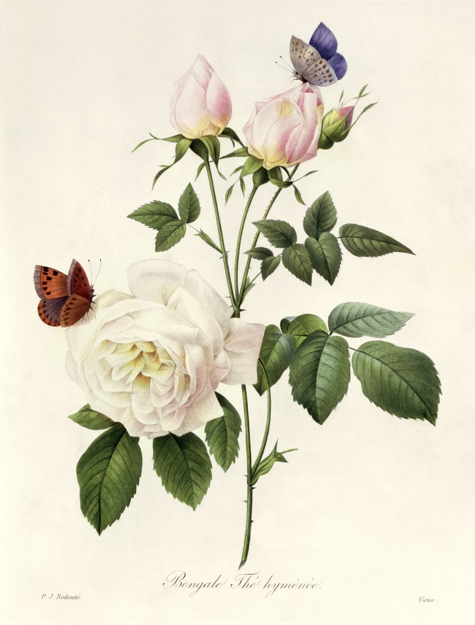 Rosa: Bengale el Himeneo, de 