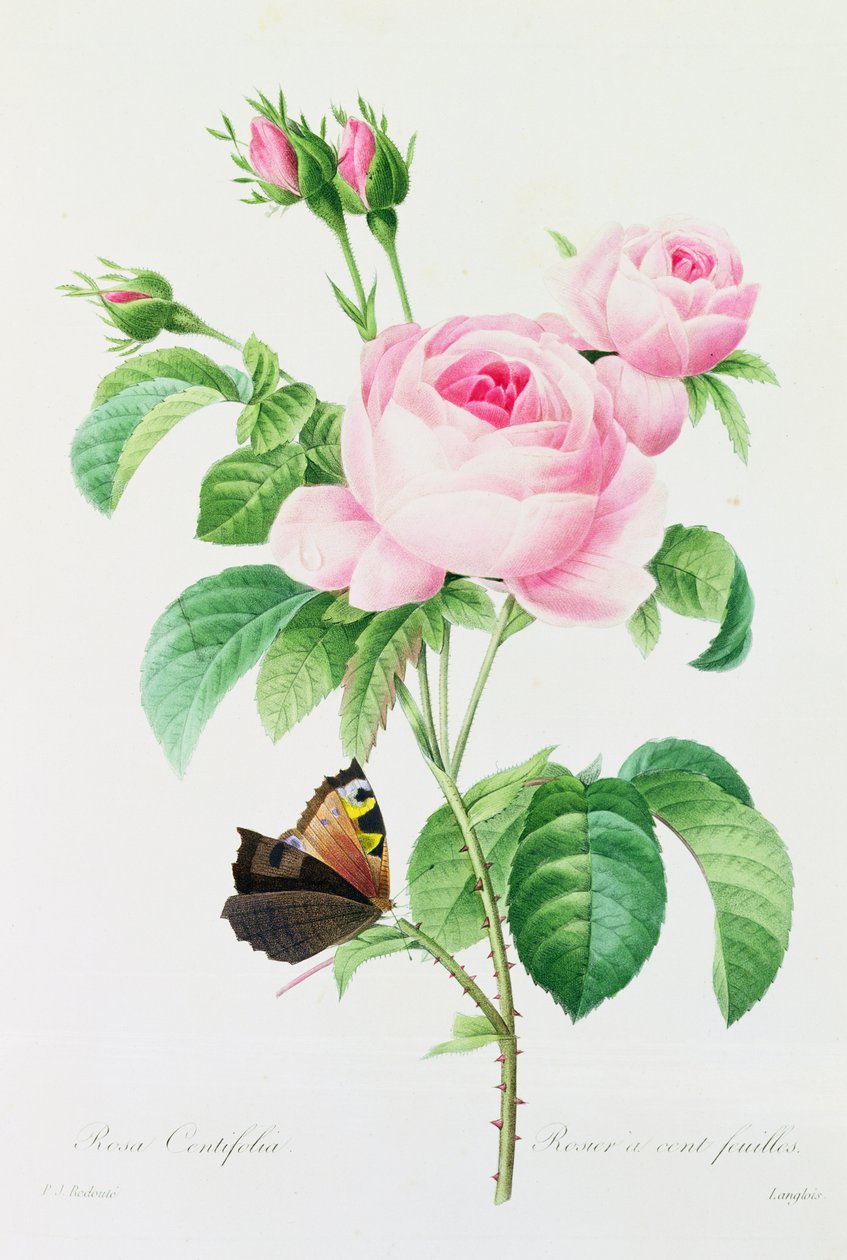 Rosa Centifola (grabado en color) de Pierre Joseph Redouté