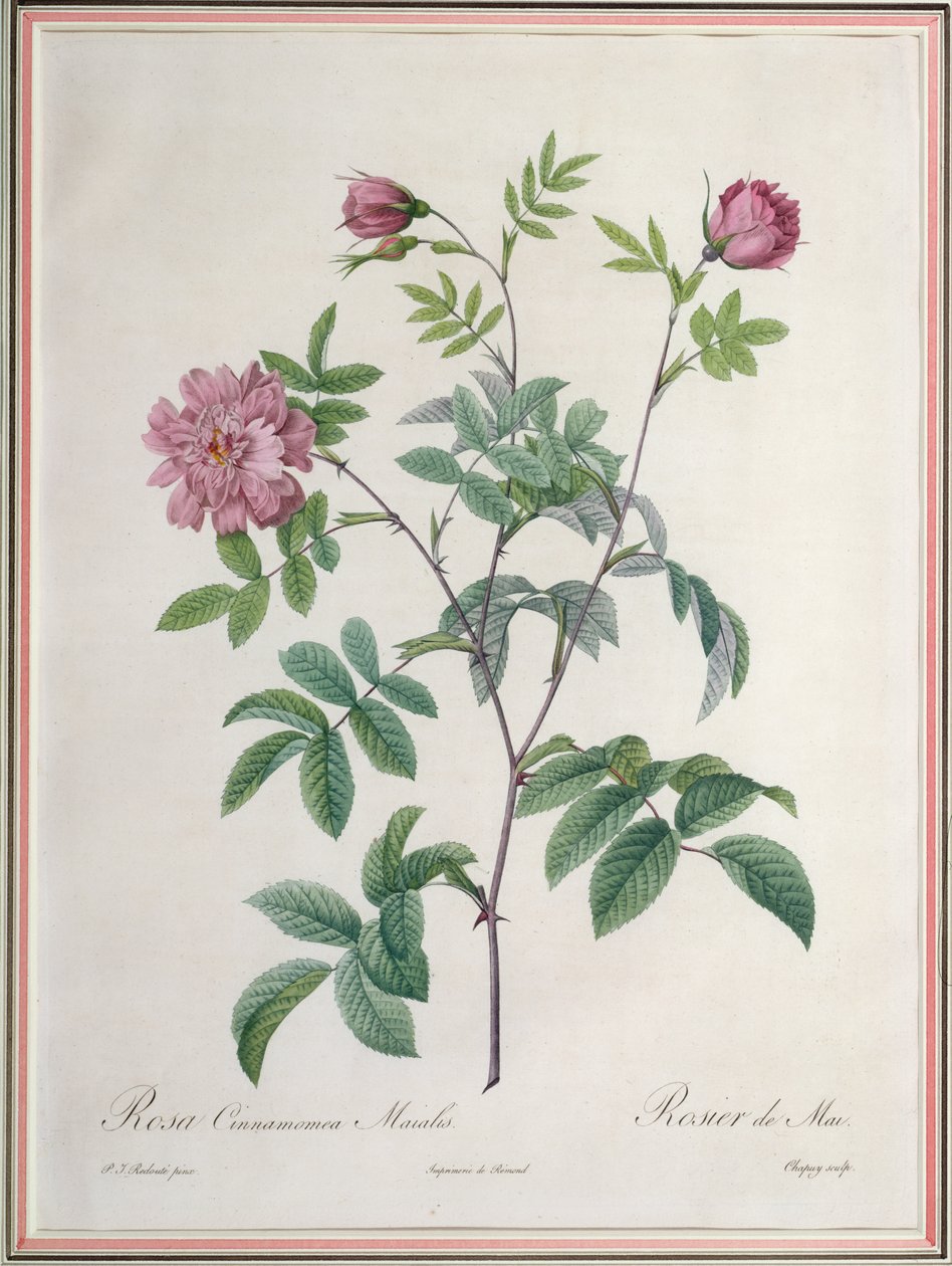 Rosa Cinnamomea Maialis, grabado por Chapuy, publicado por Remond de Pierre Joseph Redouté