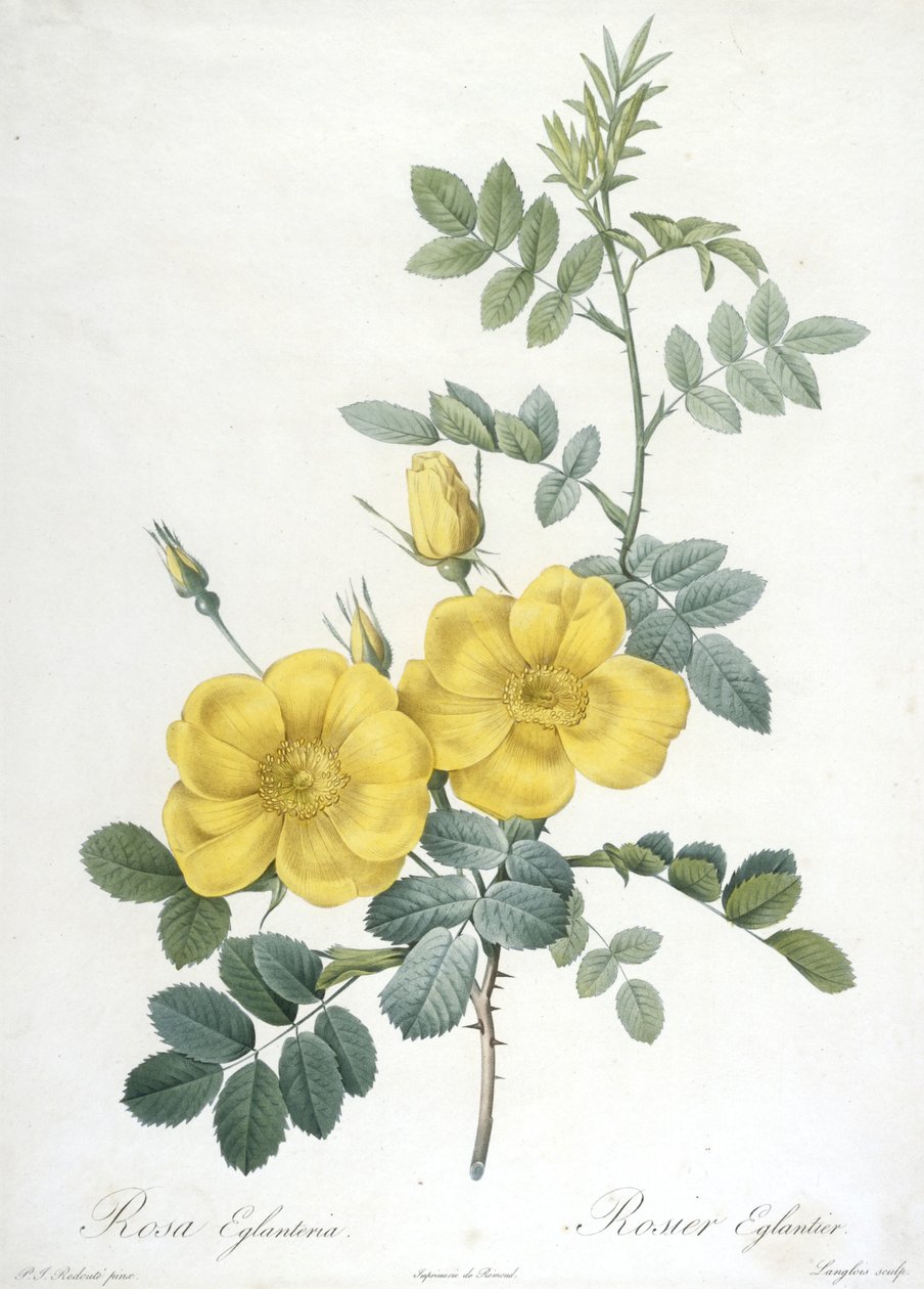 Rosa Eglanteria, Rosier Eglantier, de Les Roses, 1817-24 (grabado a puntos coloreado a mano) de Pierre Joseph Redouté