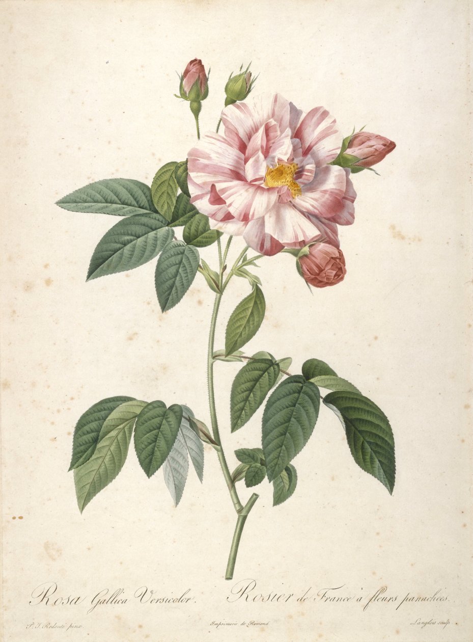 Rosa Gallica Versicolor, Rosier de France a fleurs panachees, de Les Roses, 1817-24 de Pierre Joseph Redouté