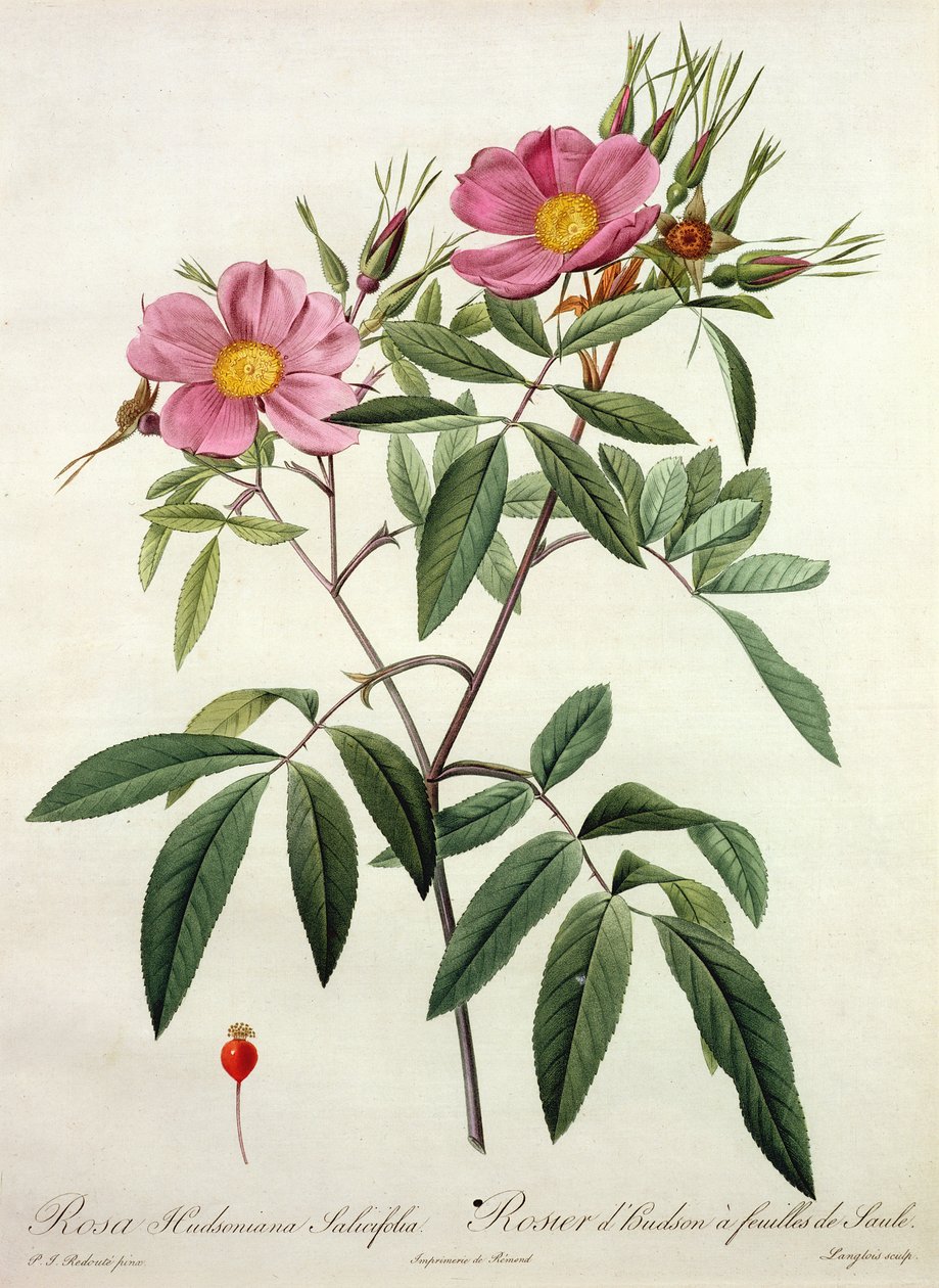 Rosa Hudsoniana Salicifolia, grabado por Langlois, publicado por Remond de Pierre Joseph Redouté