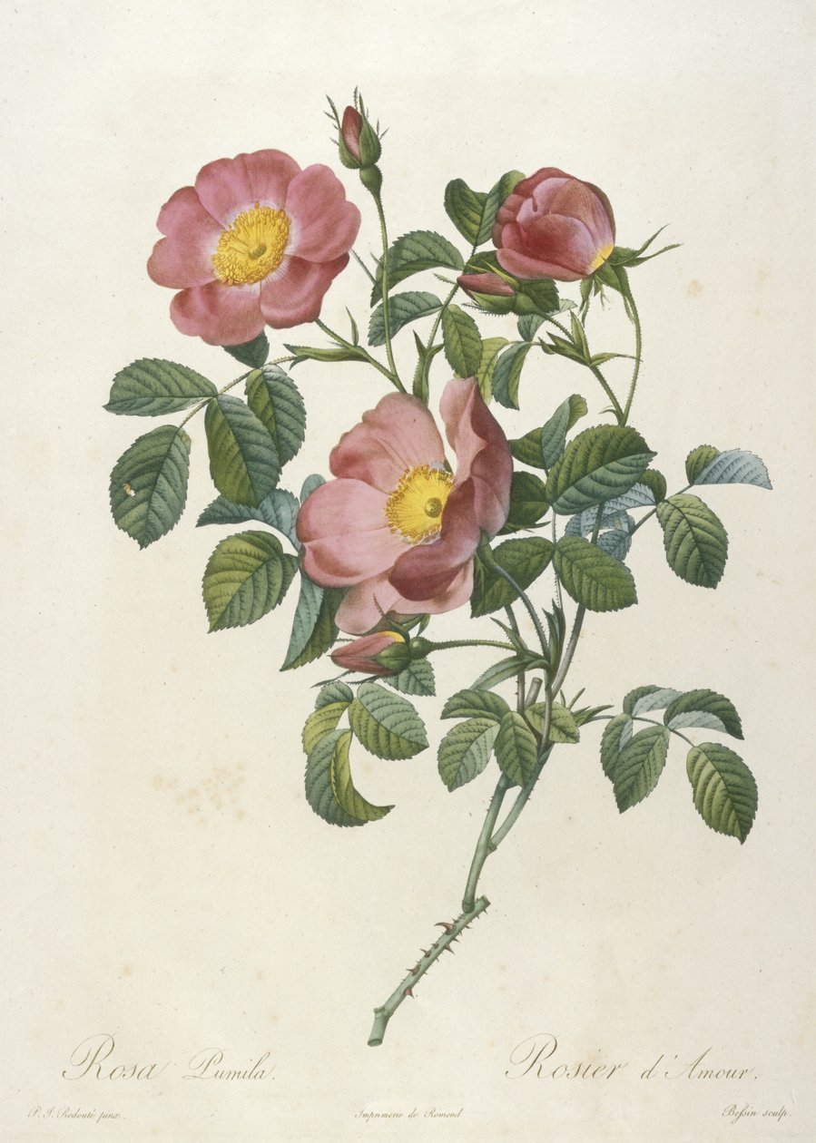 Rosa Pumila, Rosier dAmour, de La Couronne Des Roses, 1817-24 de Pierre Joseph Redouté