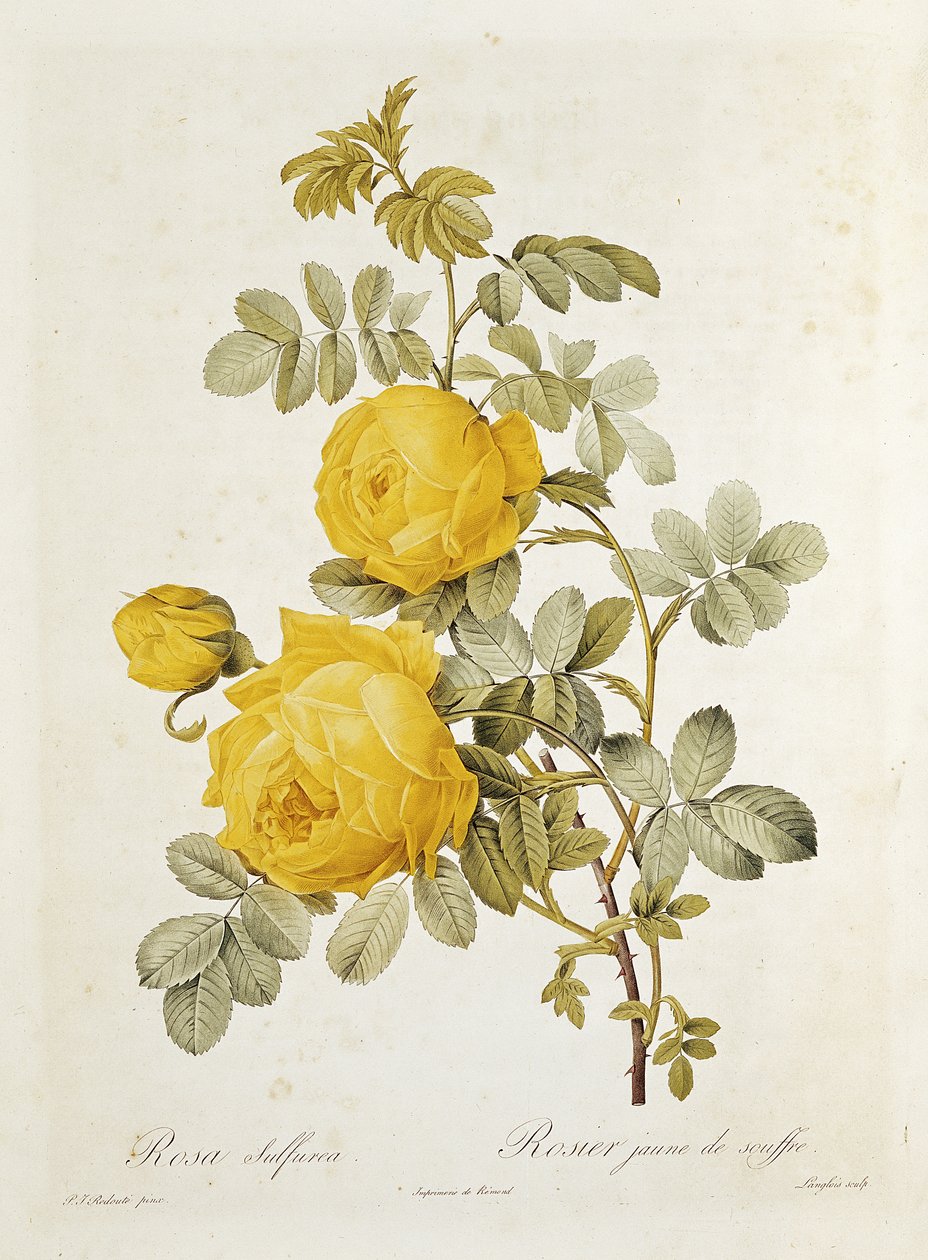 Rosa Sulfurea (Rosa amarilla) de 