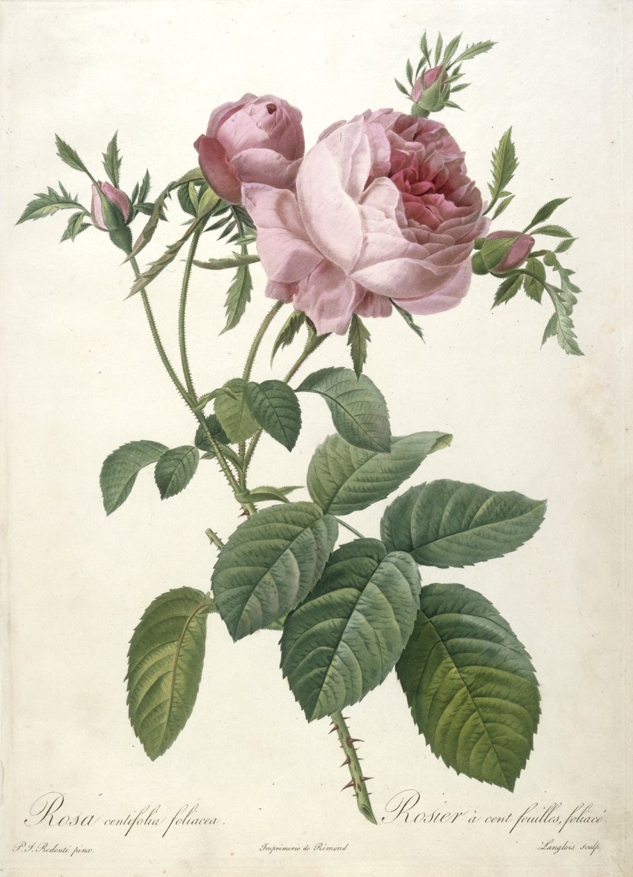 Rosa centifolia foliacea, Rosier a cent feuilles, foliace, de Les Roses, 1817-24 de Pierre Joseph Redouté