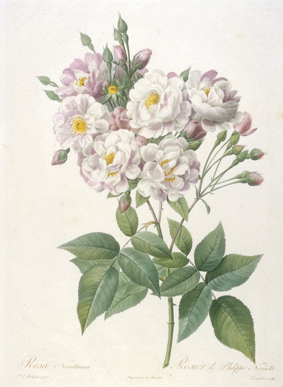 Rosa noisettiana, Rosier de Philippe de Noisette, de La Couronne des Roses, 1817-24 de Pierre Joseph Redouté