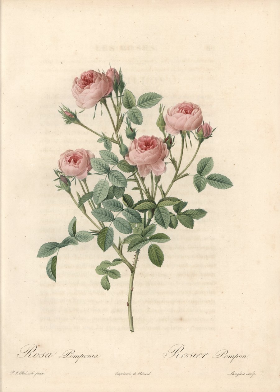 Rose de Meaux a flores rosas - Aguafuerte de Langlois, basada en una ilustración de Pierre Joseph Redoute (1759-1840), de Les Roses de Pierre Joseph Redouté