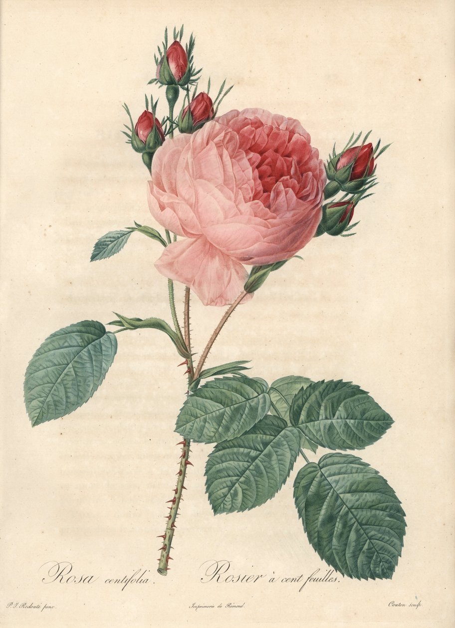 Rosa de cien hojas - Aguafuerte de Charlin, basado en una ilustración de Pierre Joseph Redouté (1759-1840), de Les Roses de Pierre Joseph Redouté