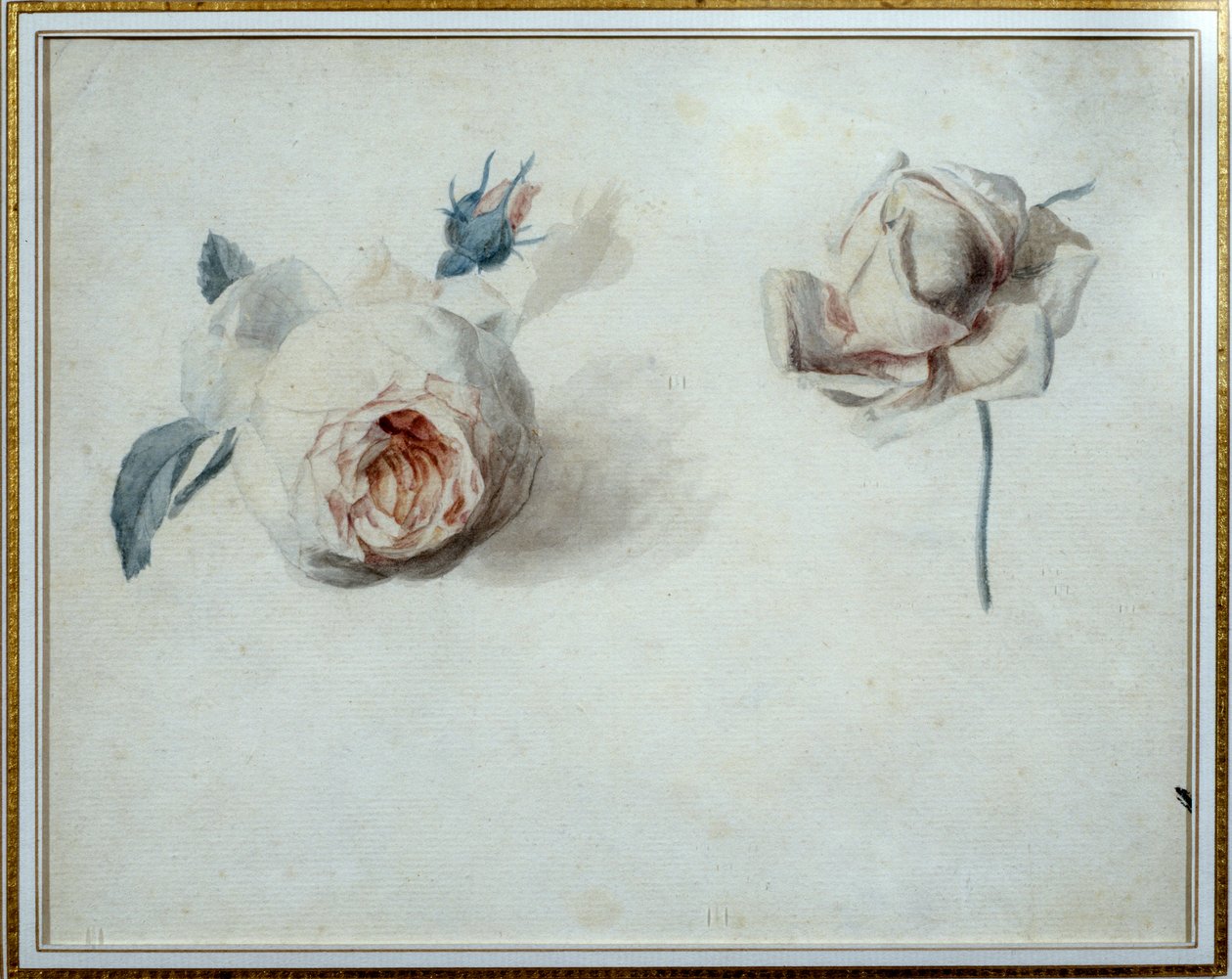 Estudio de rosa Acuarela de Pierre Joseph Redouté (1759-1840) siglo XIX Malmaison, museo del castillo de Pierre Joseph Redouté