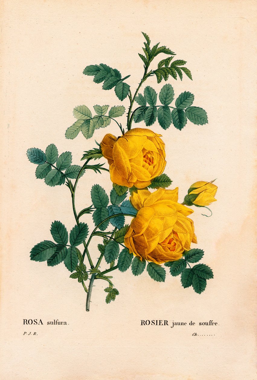 Rosa sulfúrea, Rosa hemisphaerica, Rosa amarilla sulfúrea. Grabado en cobre a mano coloreado de “Les Roses” de Pierre Joseph Redouté, París de Pierre Joseph Redouté
