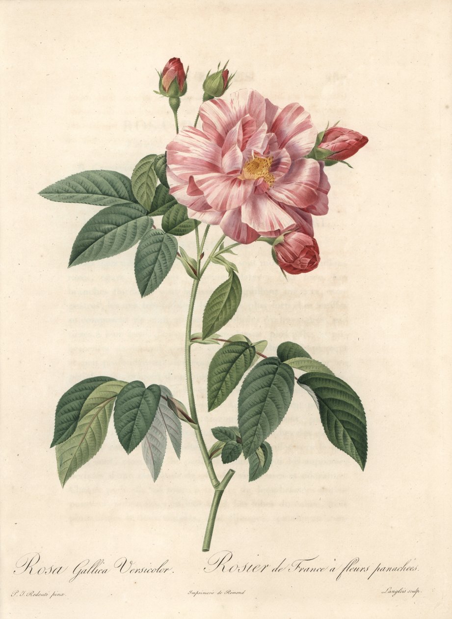 Rosier de France o rosa de Provins, variedad versicolor - Aguafuerte de Langlois, de una ilustración de Pierre Joseph Redoute (1759-1840), extracto de Les Roses de Pierre Joseph Redouté