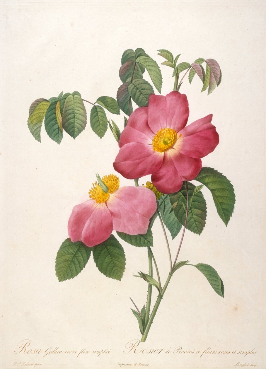 Rosier de Provinsi De La Couronne de roses, 1817-1824 de Pierre Joseph Redouté
