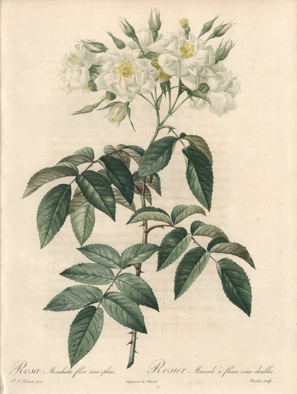 Rosier musque, con flores dobles - Eau forte de Charlin, de una ilustración de Pierre Joseph Redoute, extracto de Les Roses de Pierre Joseph Redouté