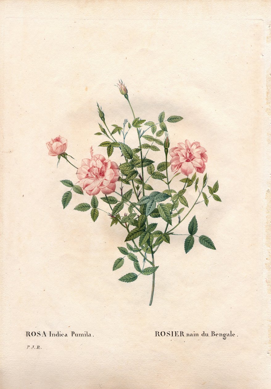 Rosa Rouletii, variedad Rosa chinensis var. minima Rouletii, rosa enana de Bengala. Grabado en cobre a mano de Pierre Joseph Redoute